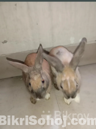 2 rabbits